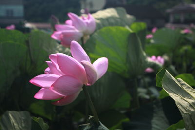 Close-up of pink flowering plant