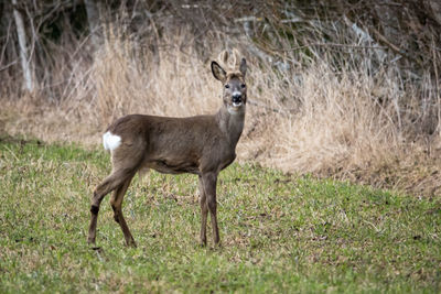 Portrait of deer standing on land
