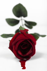 Close-up of red rose against white background