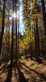 Trees in forest during autumn