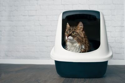 Cat sitting in container on floor