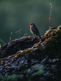 Bird perching on rock