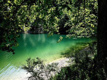 Scenic view of river amidst trees in forest