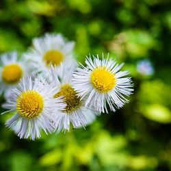 Close-up of white daisy flower