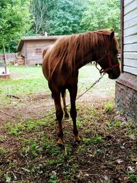 Horse standing in stable