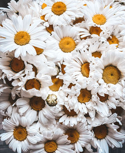 Full frame shot of white daisy flowers