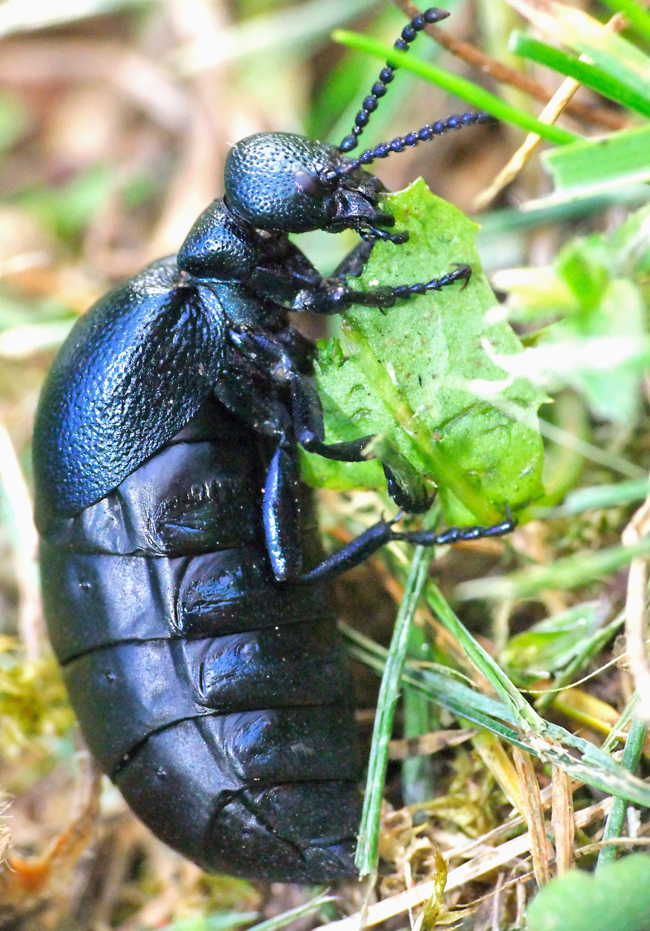 Short-necked oil beetle