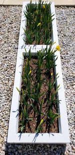 High angle view of plants