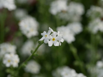Close-up of white flowering plant