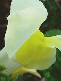 Close-up of white flower