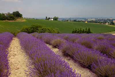 Scenic view of agricultural field