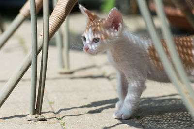 Ginger cat wandering on street