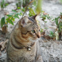 Close-up of a cat looking away