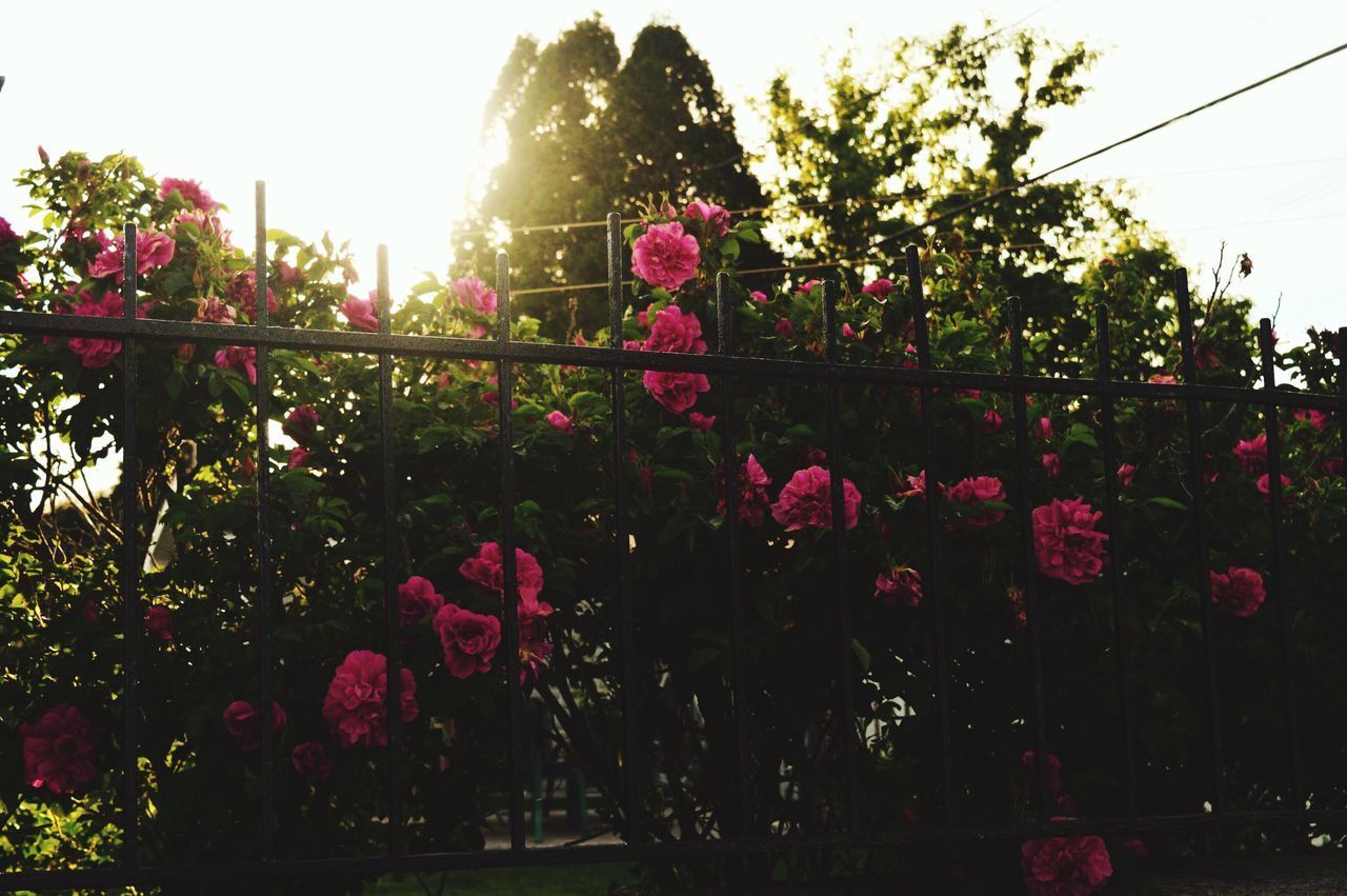 PINK FLOWERING PLANTS AGAINST SKY