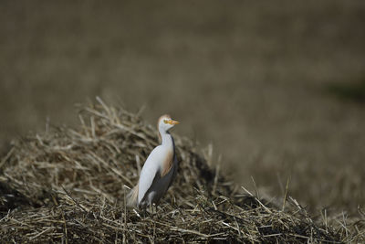 Heron in grass field