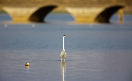 Seagull on a lake