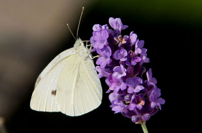 Close-up of butterfly pollinating flower