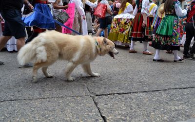 Dog walking on street in city