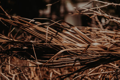 Close-up of dried plant on field