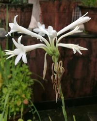Close-up of flower blooming outdoors