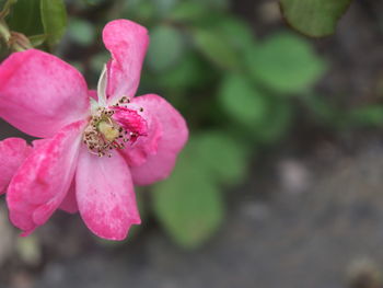 Close-up of pink flower