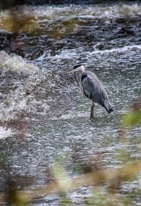 High angle view of gray heron on lake