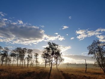 Trees against sky during sunset