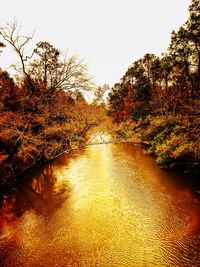 Scenic view of river amidst trees against clear sky