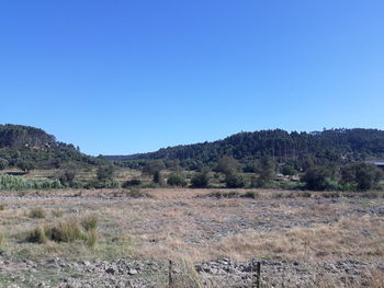 Scenic view of field against clear blue sky