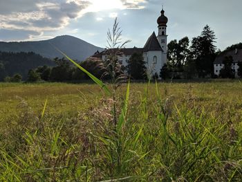 Plants growing on field by building against sky