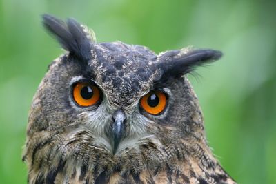 Close-up portrait of owl