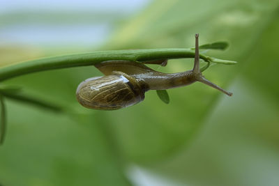 A closeup photograph of a snail on a plant.