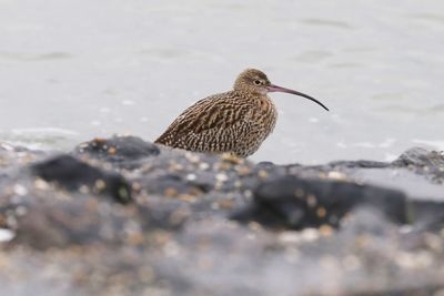 Bird perching on rock