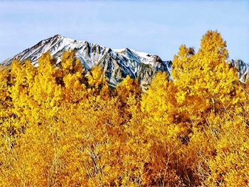 Yellow plants and trees against sky during autumn