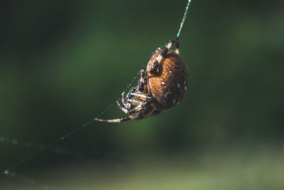 Close-up of spider on web