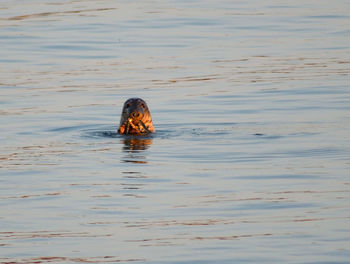 Close-up of crab swimming in water