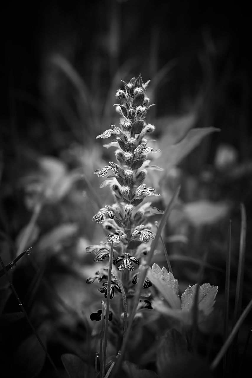 CLOSE-UP OF FLOWERS GROWING ON FIELD