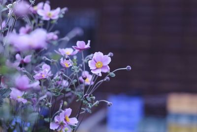 Close-up of pink flowering plant