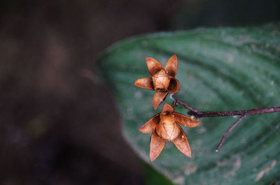 Close-up of wilted flower