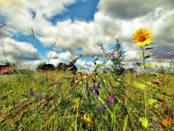 Close-up of flowers growing in field