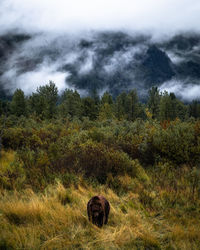 Sheep in a forest