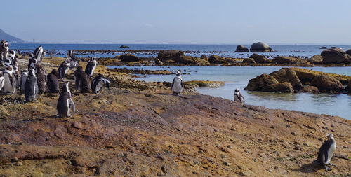 Penguins at boulders beach in simon town south africa