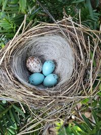 High angle view of eggs in nest