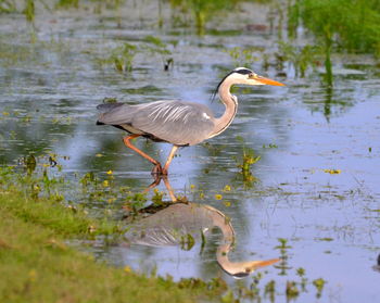 Gray heron reflecting in lake