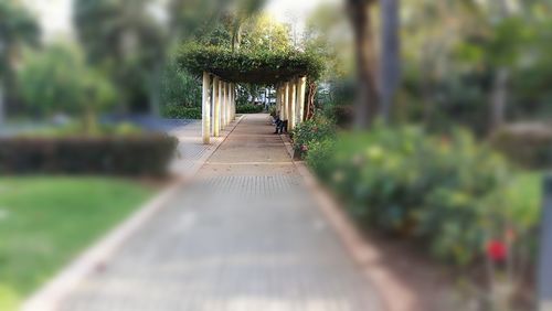 Footpath amidst trees