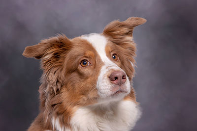 Close-up portrait of a dog looking away