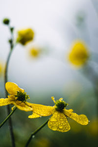 Close-up of yellow flowering plant