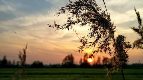 Silhouette tree on field against sky during sunset