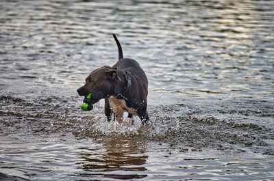 Dog running in a lake