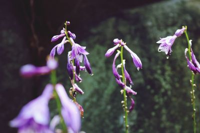 Close-up of purple flowers blooming outdoors